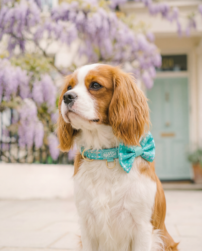 Adjustable Dog Collar: Belgravia Sweetpea