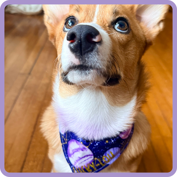 Customer photo for Space Bandana