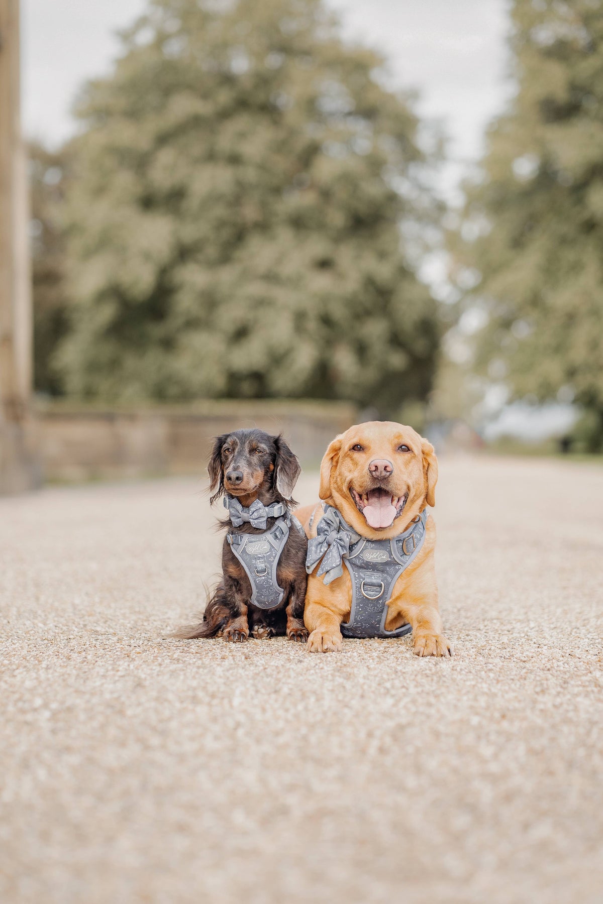 Step & Switch® Dog Harness: Chiswick Dovetail