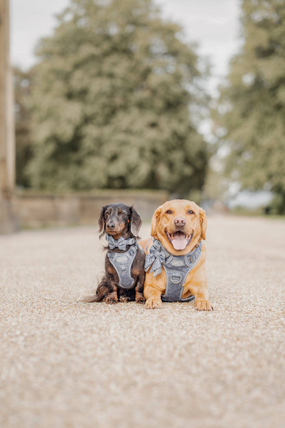 Dog Dickie Bow: Chiswick Dovetail