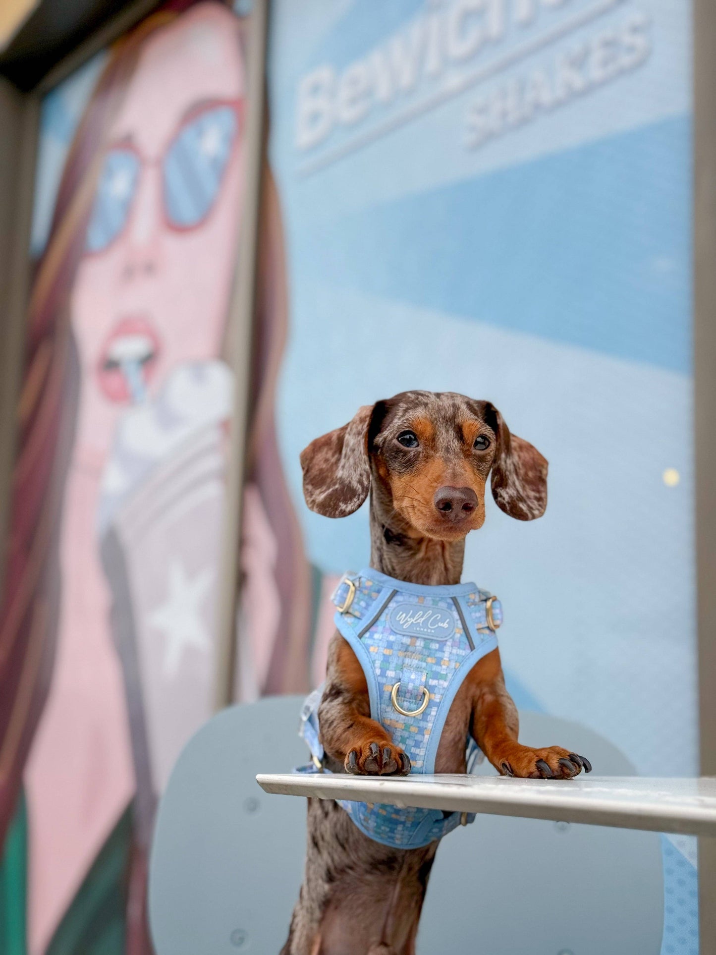Step & Switch® Dog Harness: Belgravia Macaron