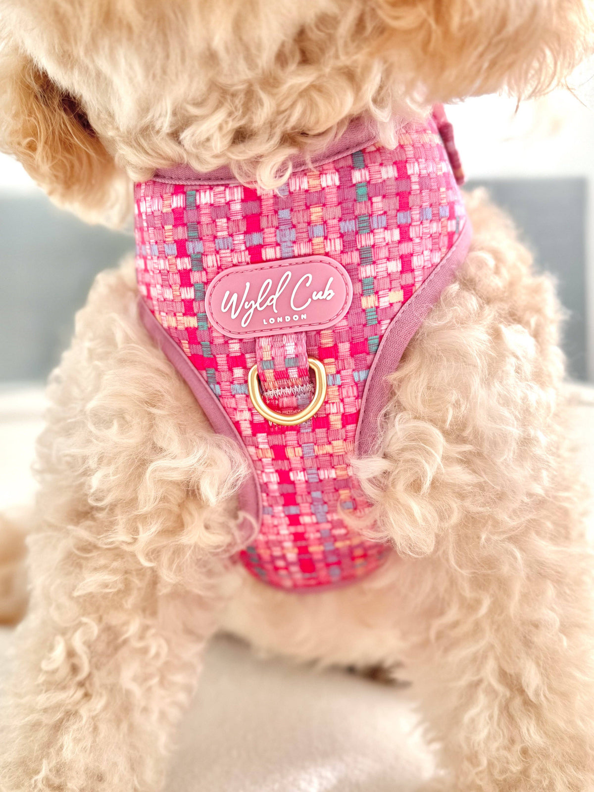Adjustable Dog Harness: Belgravia Bonbon