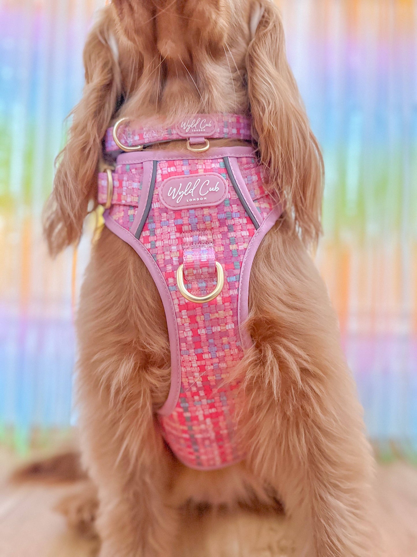 Adjustable Dog Collar: Belgravia Bonbon