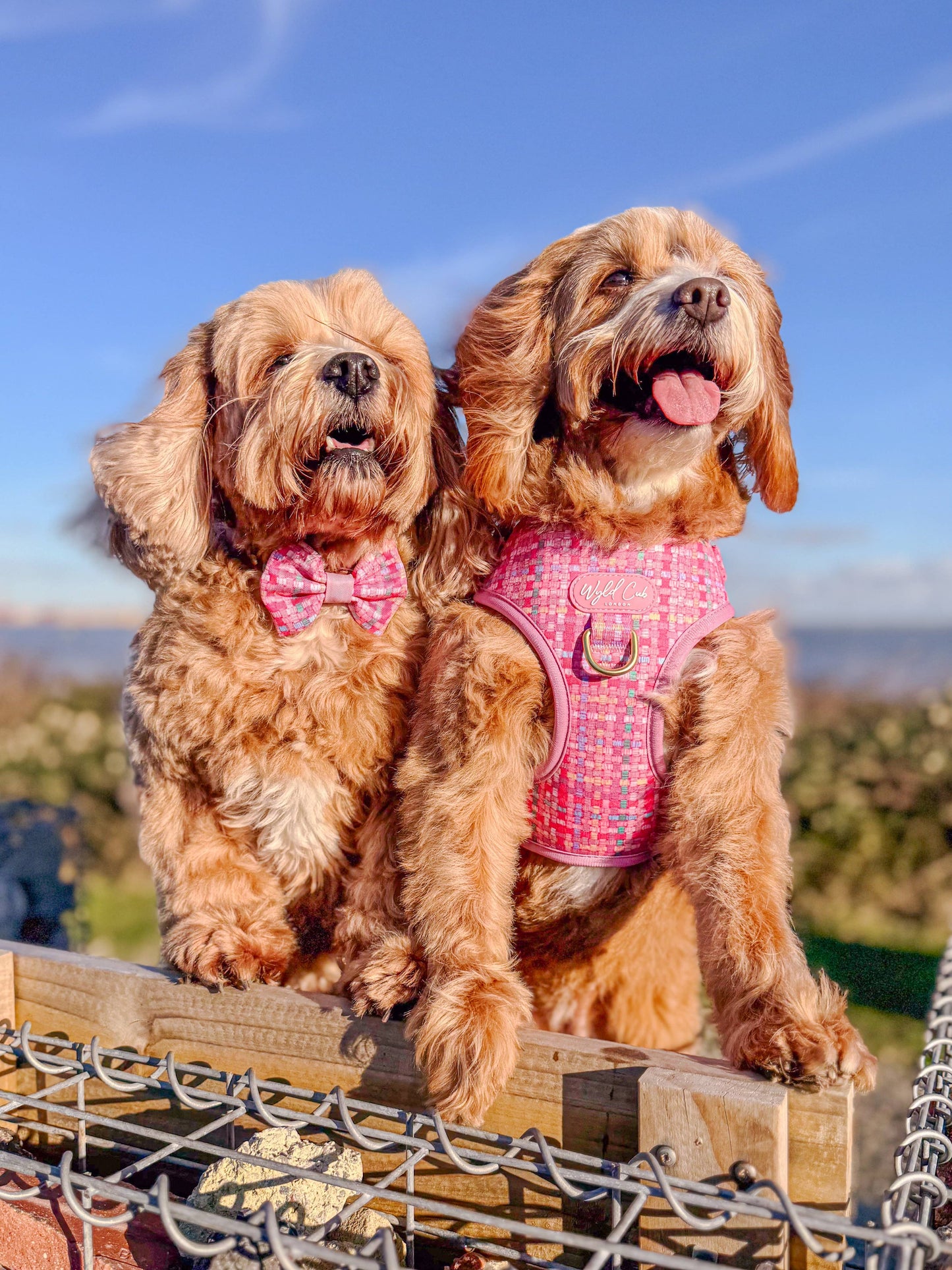 Dog Dickie Bow: Belgravia Bonbon