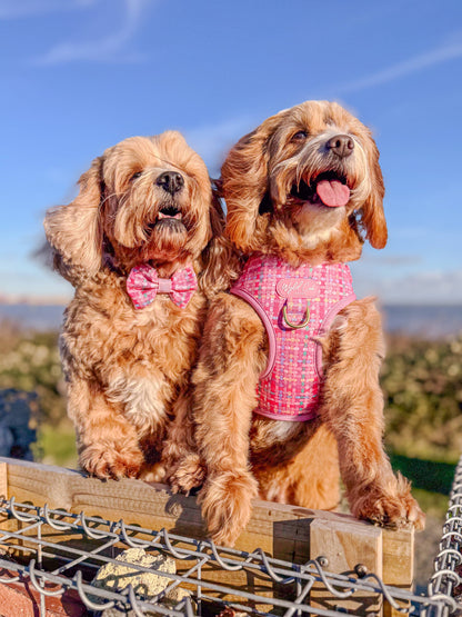 Dog Dickie Bow: Belgravia Bonbon