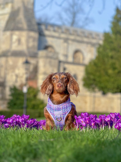 Adjustable Dog Harness: Belgravia Sugarplum