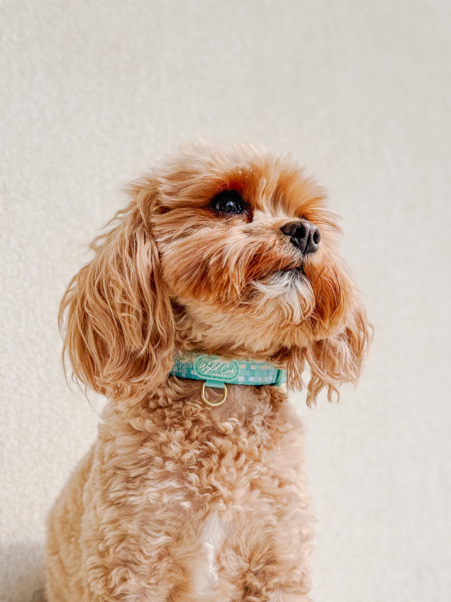 Adjustable Dog Collar: Belgravia Sweetpea