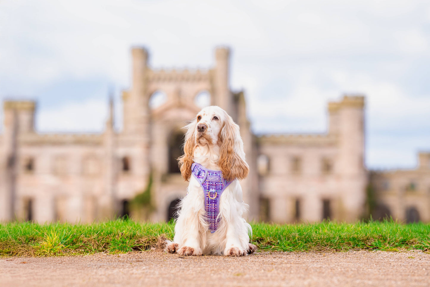 Step & Switch® Dog Harness: Belgravia Sugarplum