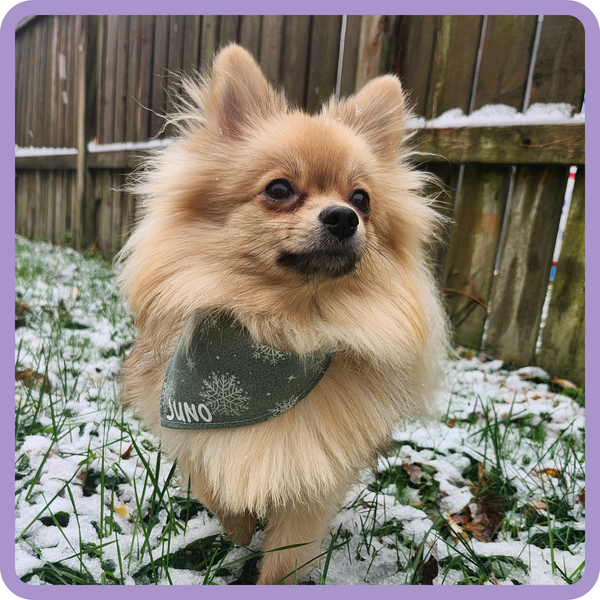 Customer photo for Metallic Snowflake Bandana
