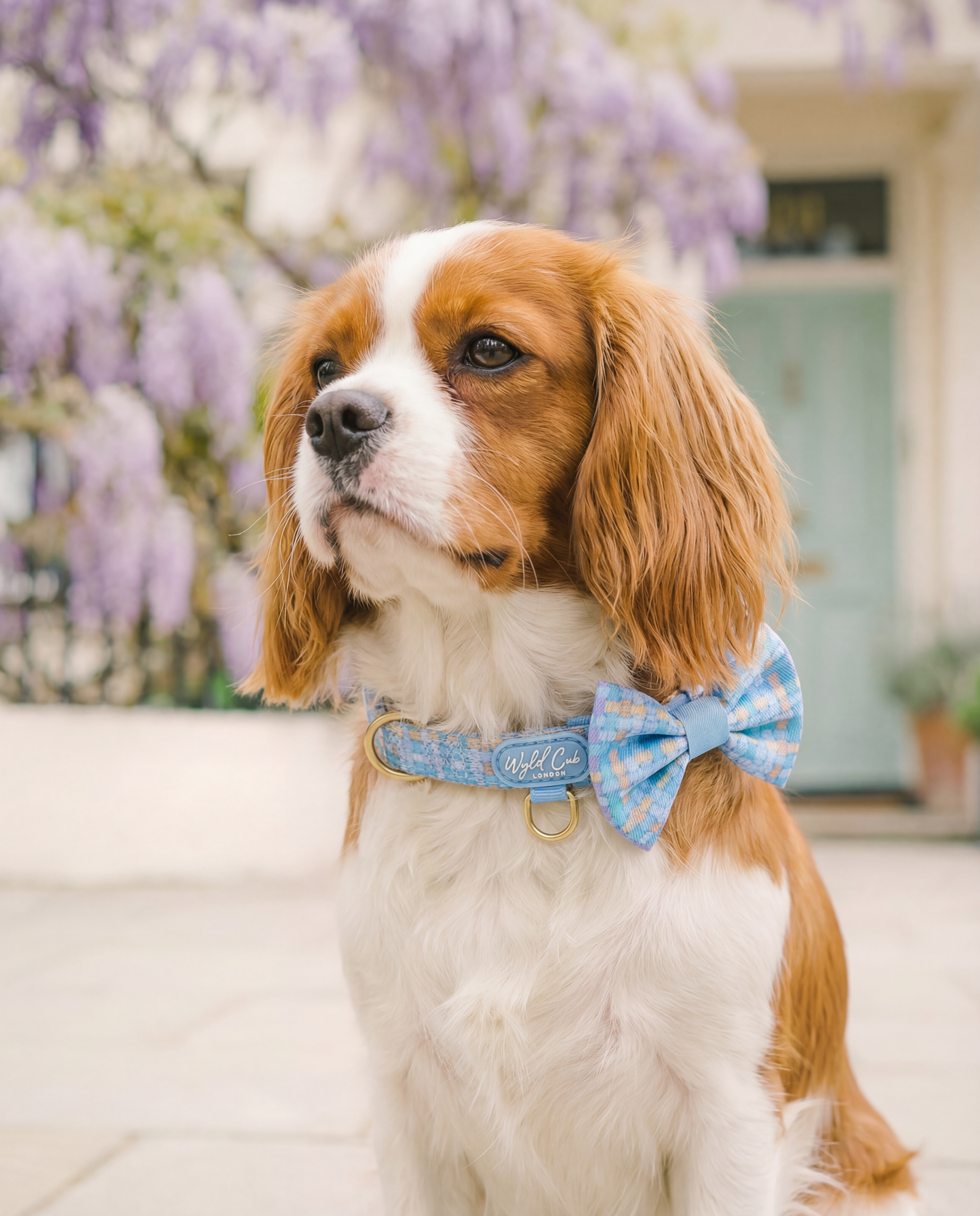 Dog Dickie Bow: Belgravia Macaron