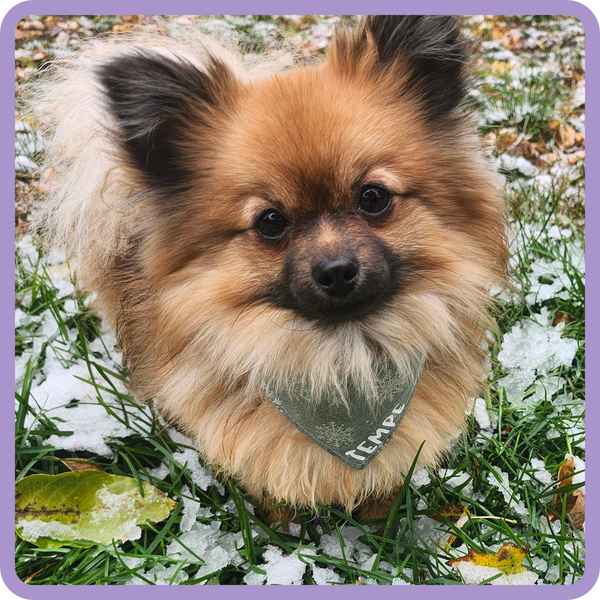 Customer photo for Metallic Snowflake Bandana