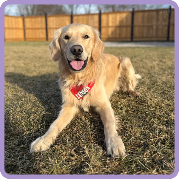 Customer photo for Dark Red Marble Bandana