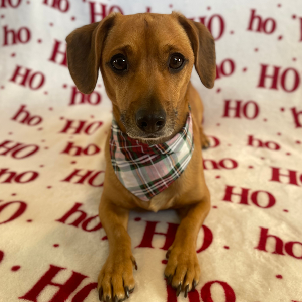 Customer photo for White Christmas Plaid Bandana