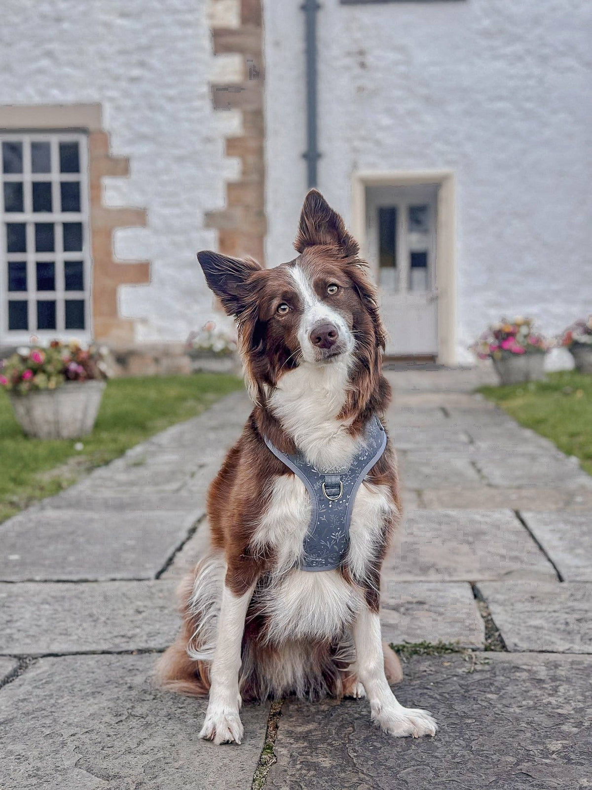 Adjustable Dog Harness: Chiswick Dovetail