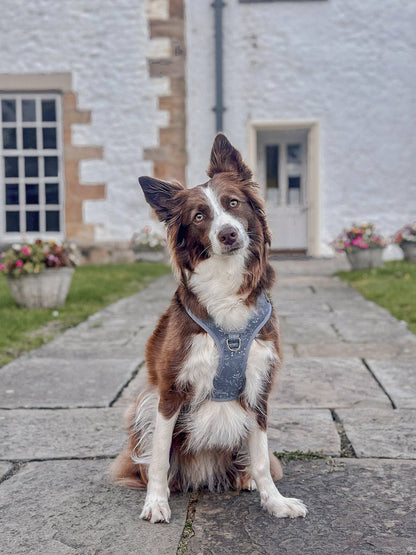 Adjustable Dog Harness: Chiswick Dovetail