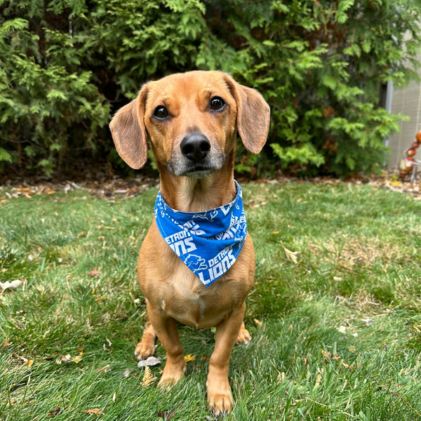 Customer photo for Detroit Lions Bandana
