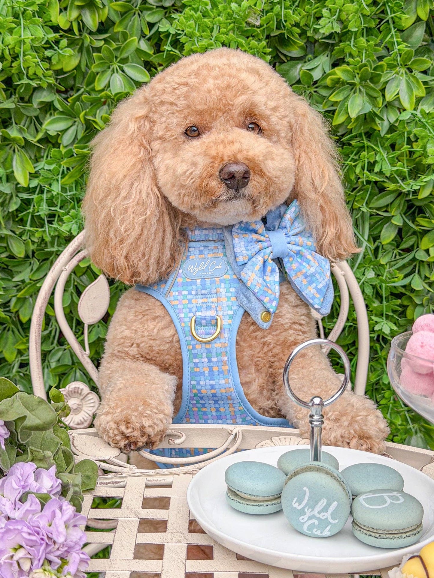 Step & Switch® Dog Harness: Belgravia Macaron