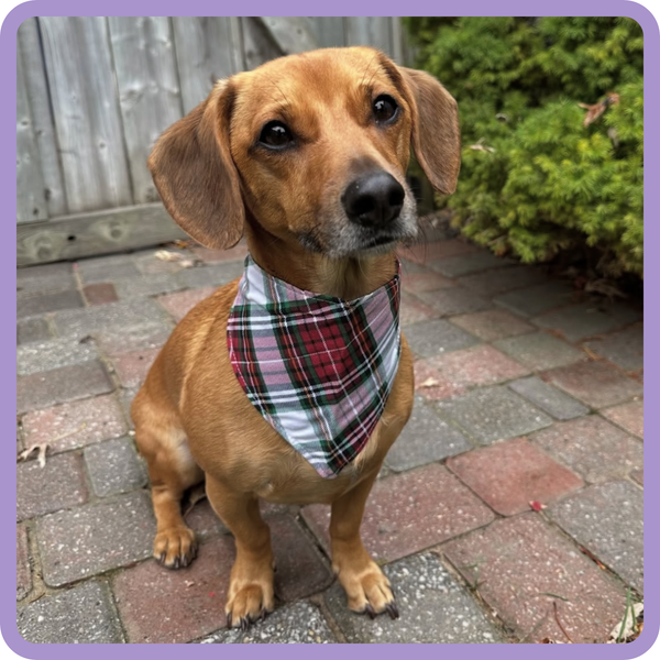 Customer photo for White Christmas Plaid Bandana