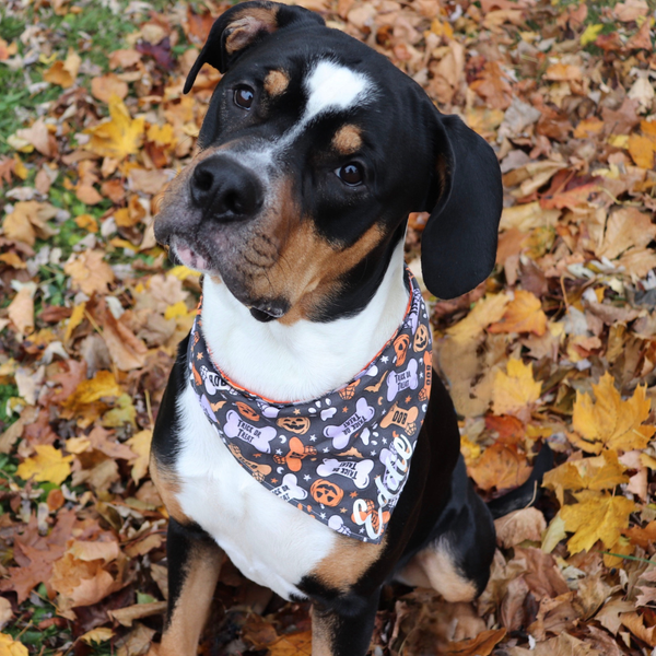 Customer photo for Halloween Bone Bandana