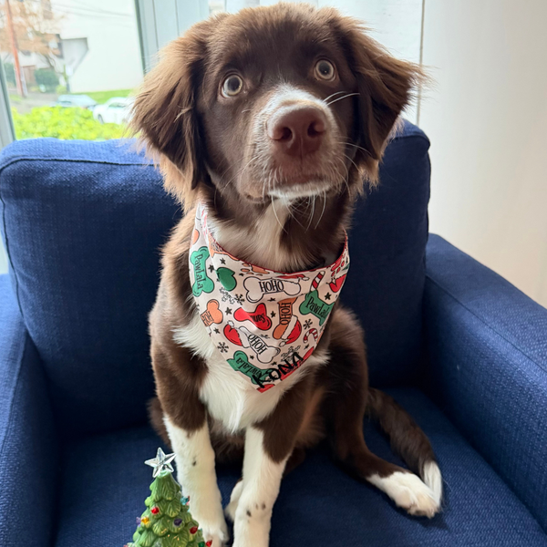 Customer photo for Christmas Bones Bandana
