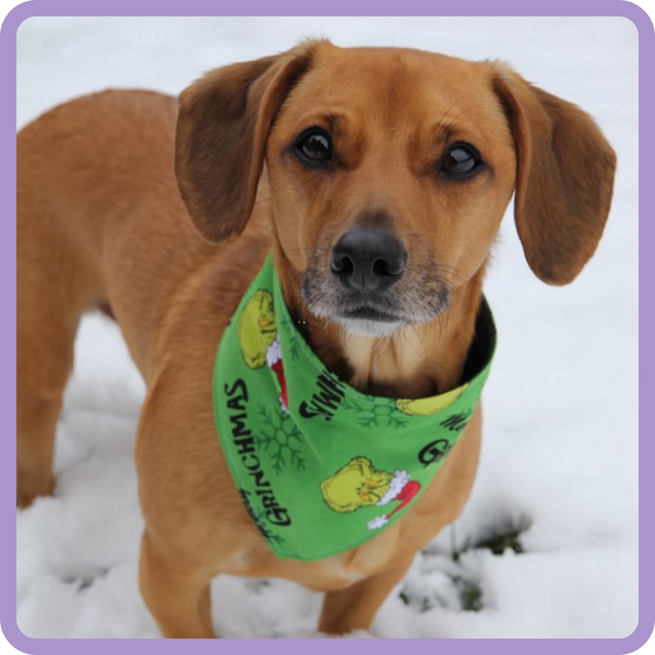Customer photo for Merry Grinchmas Bandana