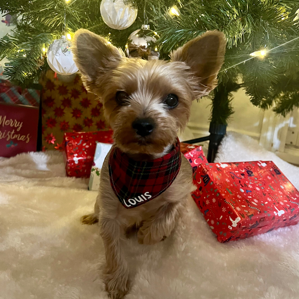 Customer photo for Red Christmas Plaid Bandana