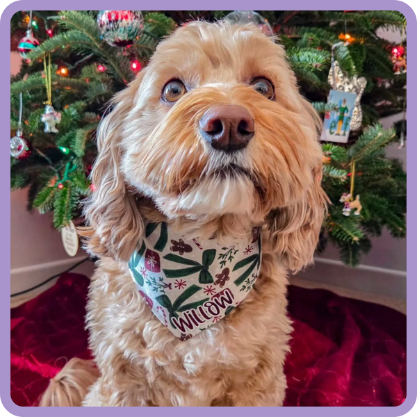 Customer photo for Christmas Bows Bandana