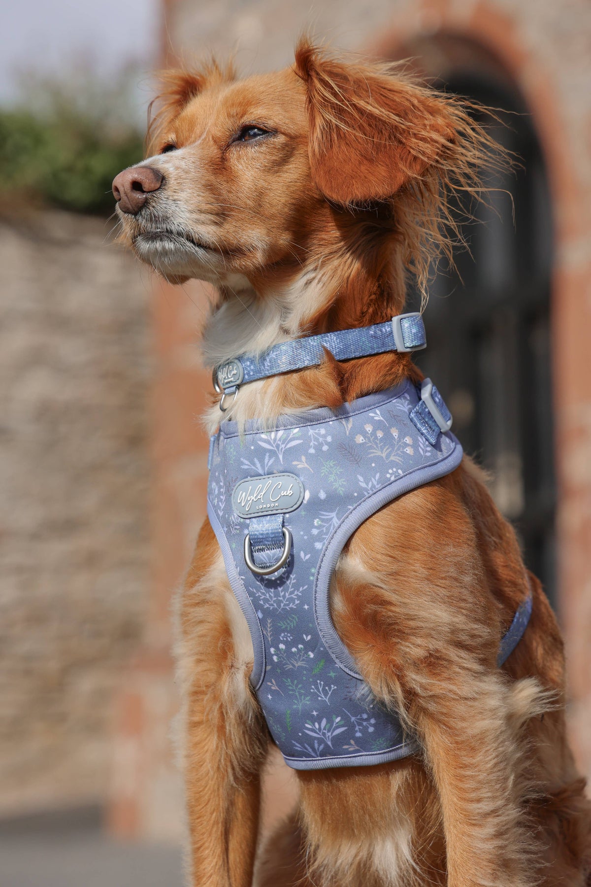 Adjustable Dog Collar: Chiswick Dovetail