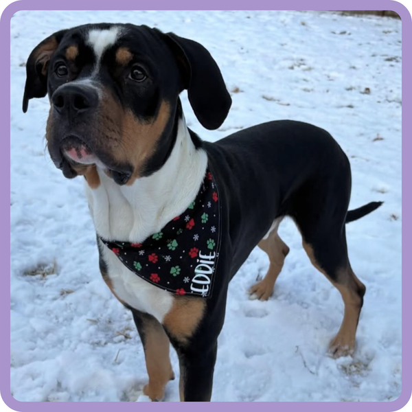 Customer photo for Christmas Paw Bandana