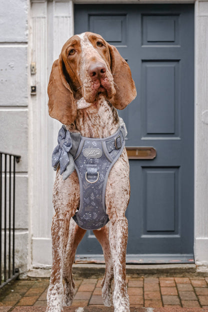 Step & Switch® Dog Harness: Chiswick Dovetail