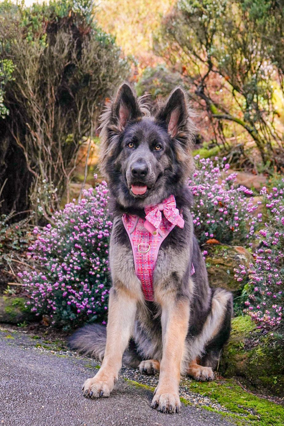 Step & Switch® Dog Harness: Belgravia Bonbon