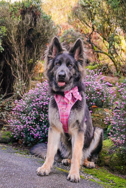 Step & Switch® Dog Harness: Belgravia Bonbon