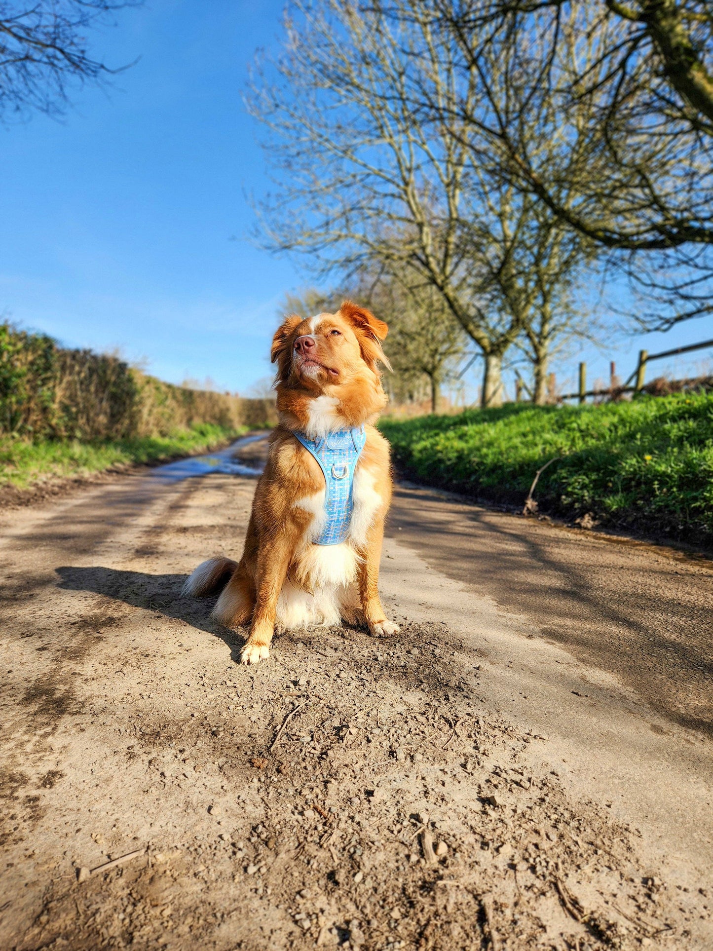 Step & Switch® Dog Harness: Belgravia Macaron