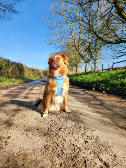 Step & Switch® Dog Harness: Belgravia Macaron