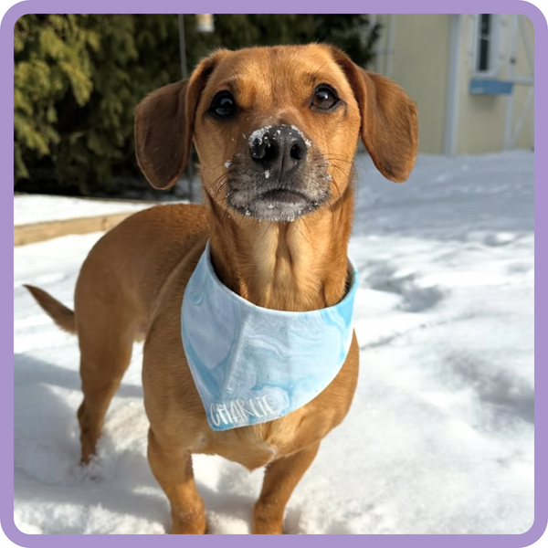 Customer photo for Light Blue Marble Bandana