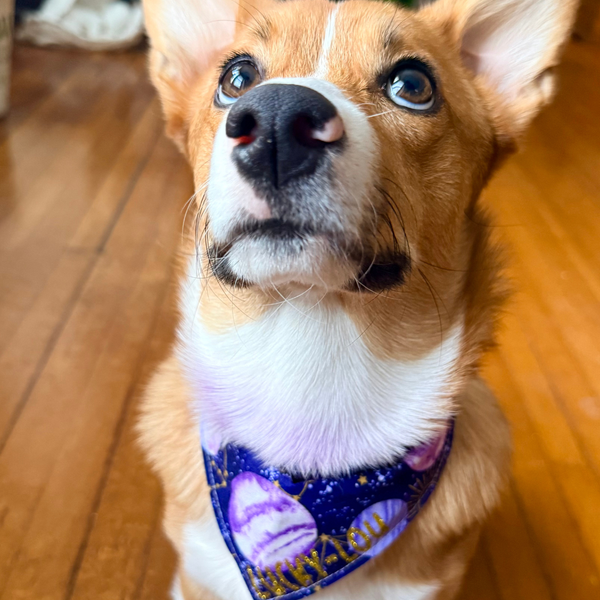 Customer photo for Space Bandana