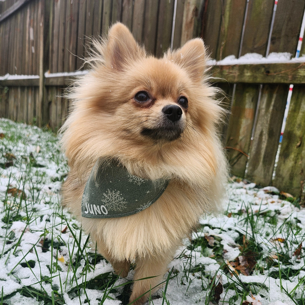 Customer photo for Metallic Snowflake Bandana