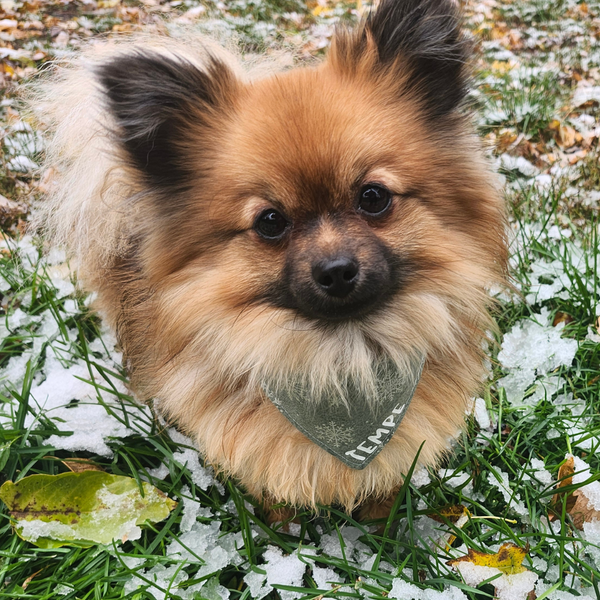 Customer photo for Metallic Snowflake Bandana