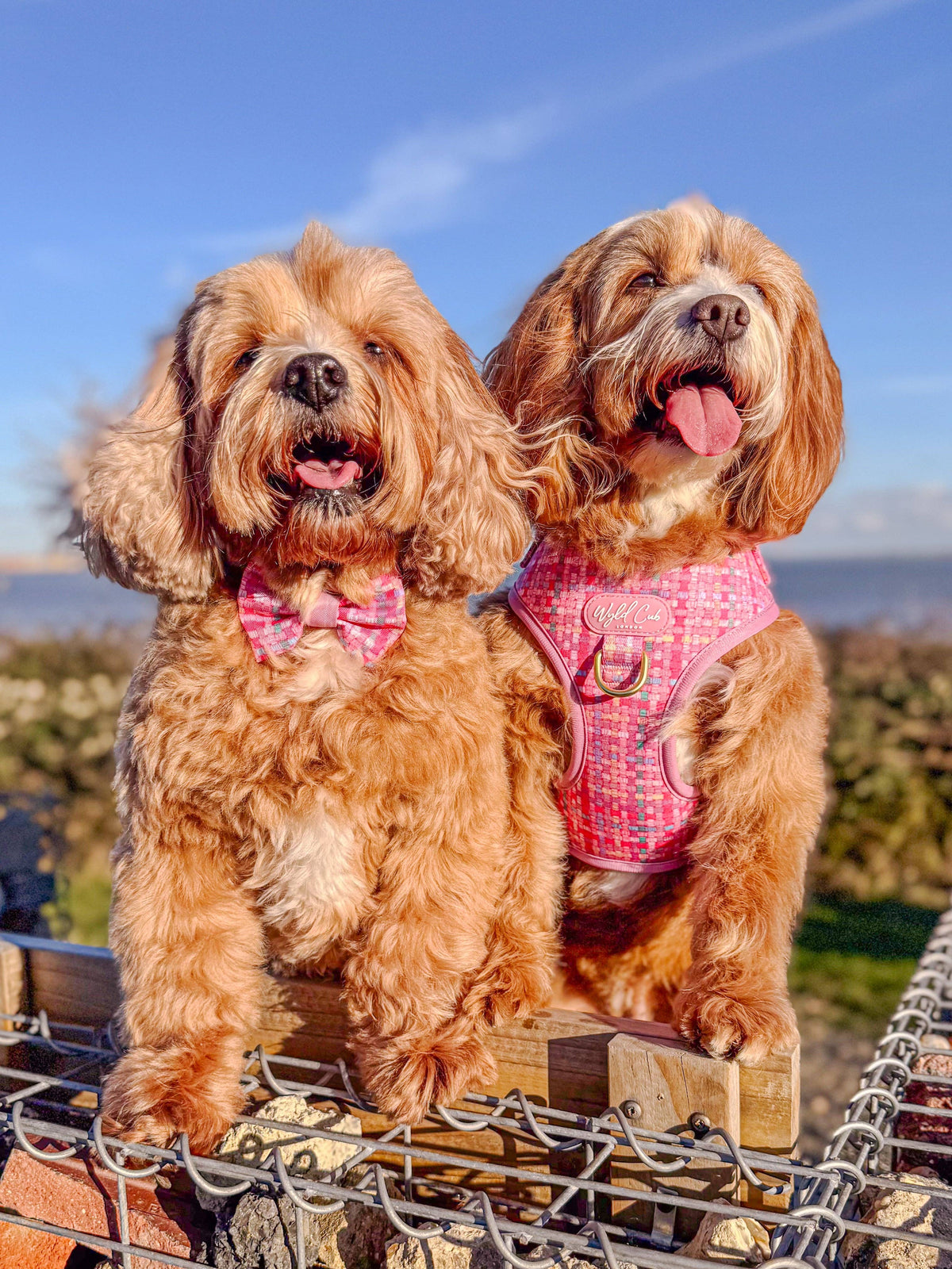 Adjustable Dog Harness: Belgravia Bonbon