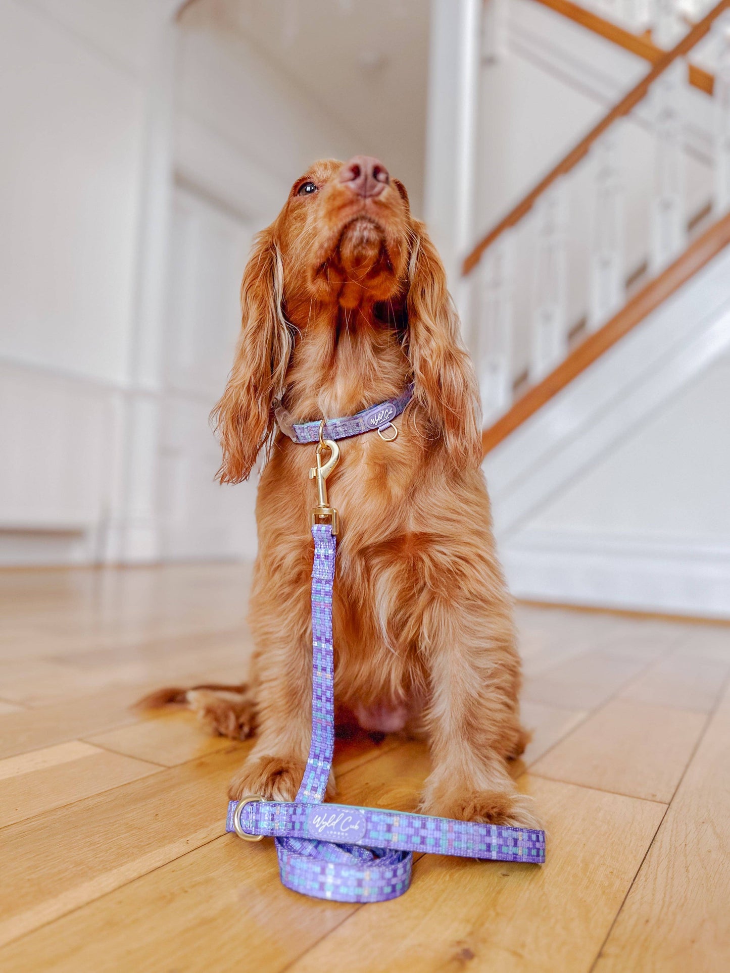 Adjustable Dog Collar: Belgravia Sugarplum