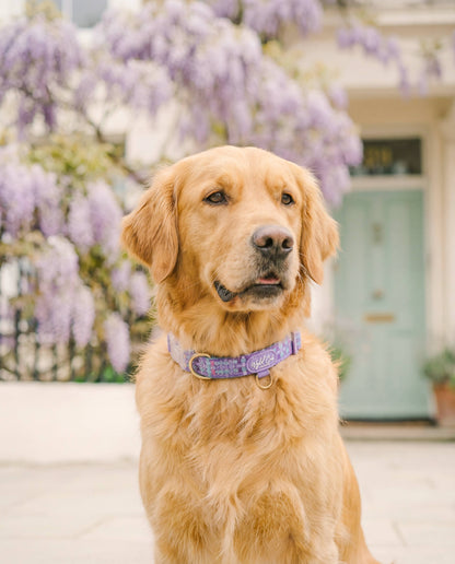 Adjustable Dog Collar: Belgravia Sugarplum