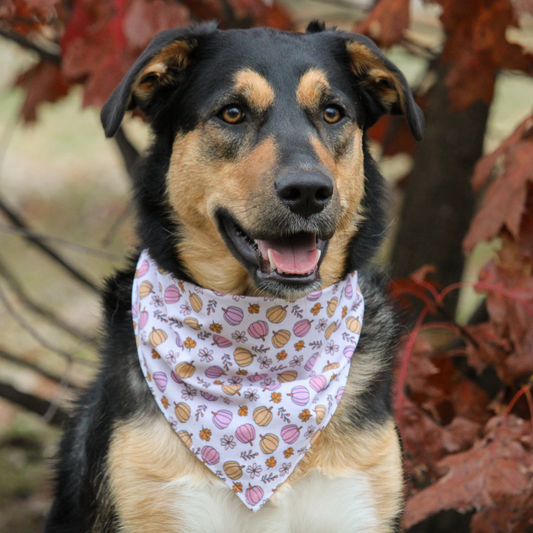Pumpkins Bandana
