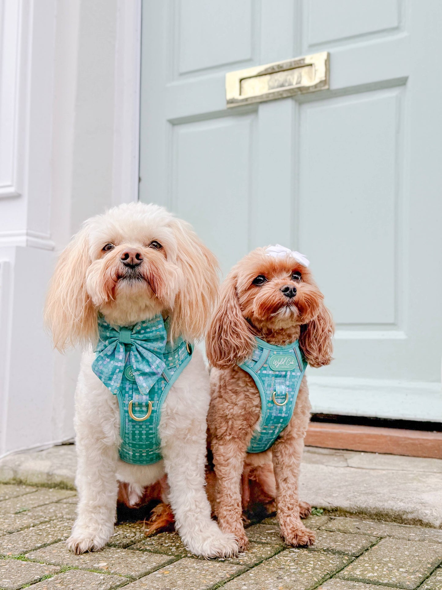 Step & Switch® Dog Harness: Belgravia Sweetpea
