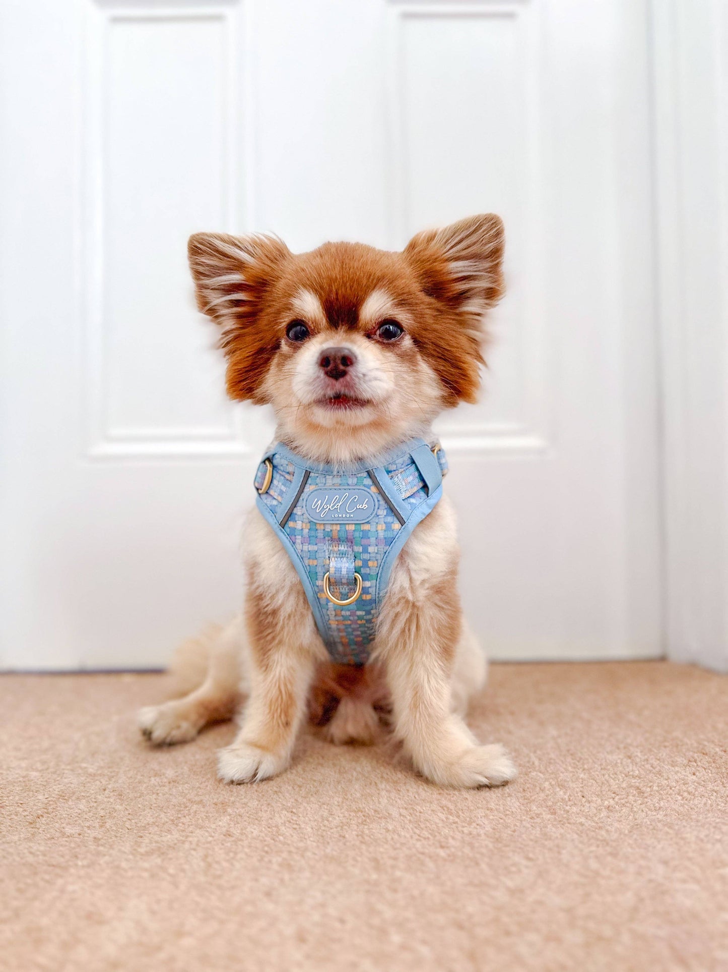 Step & Switch® Dog Harness: Belgravia Macaron