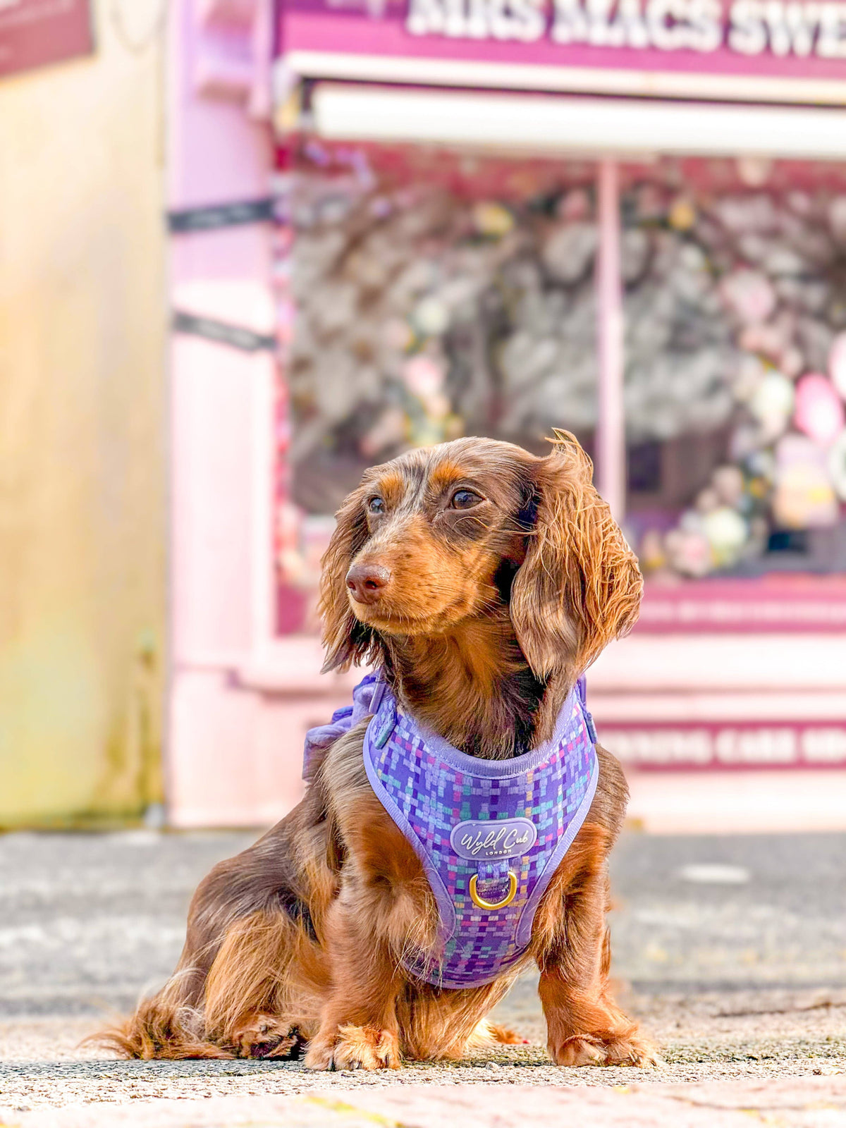 Adjustable Dog Harness: Belgravia Sugarplum