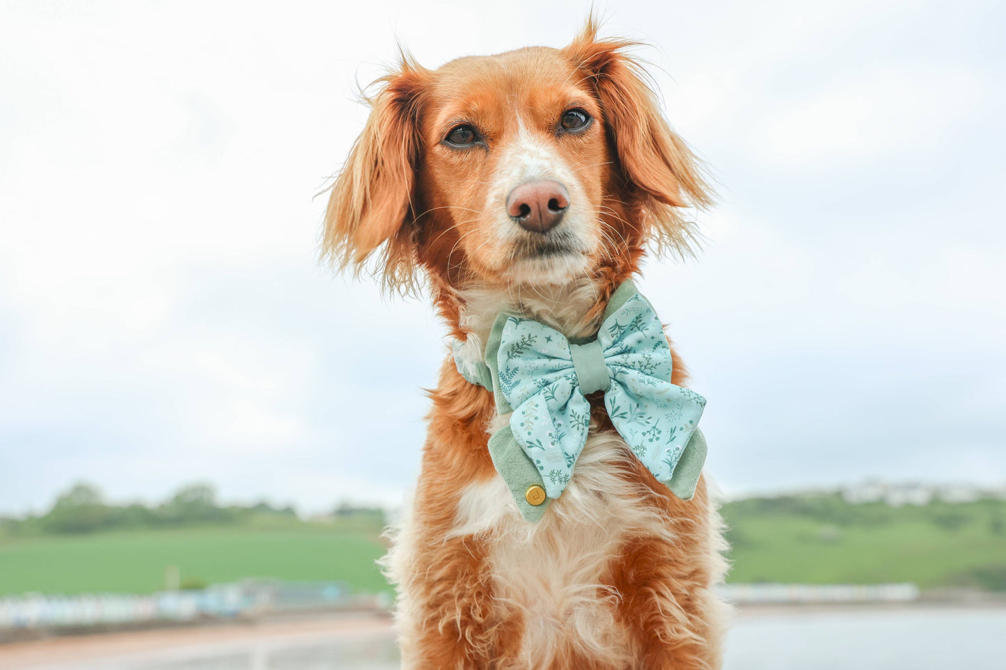 Dog Butterfly Bow: Chiswick Pistachio