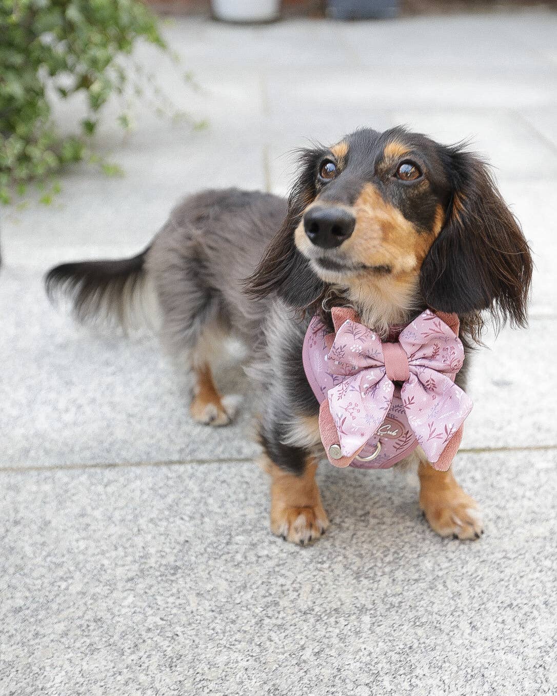Dog Butterfly Bow: Chiswick Rosewood