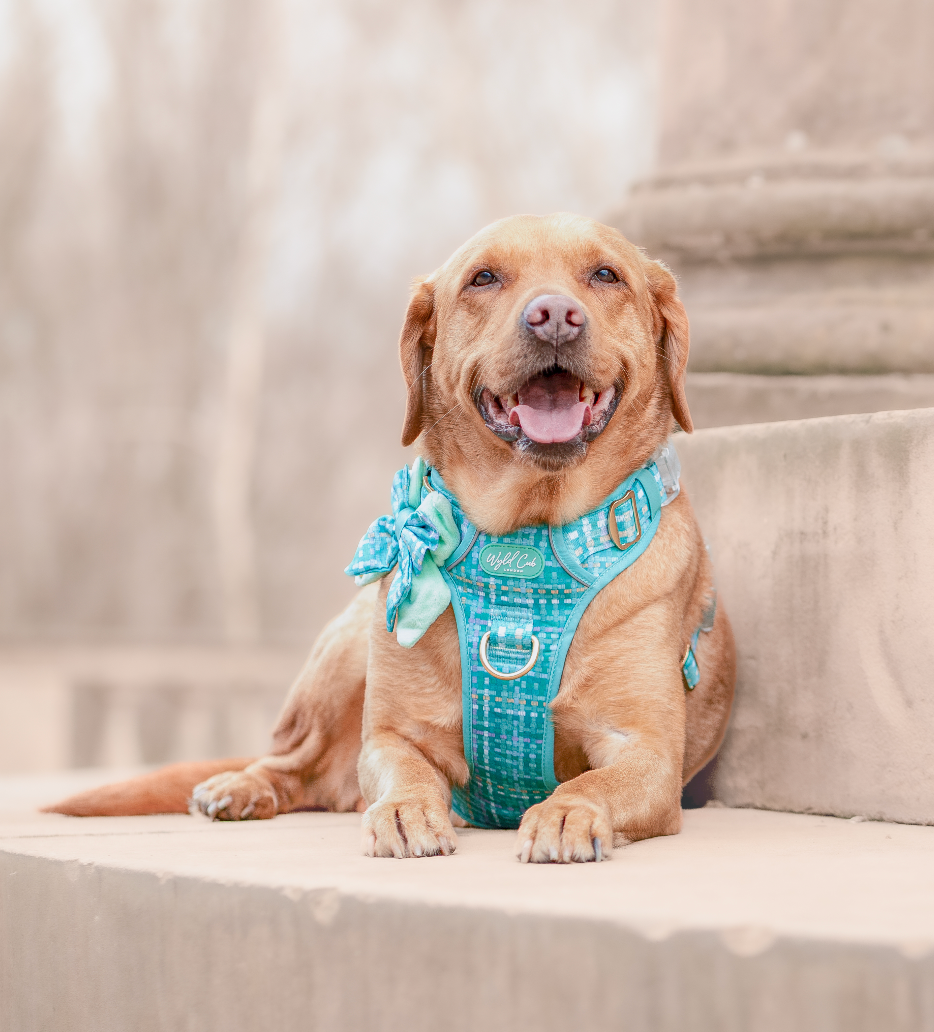 Step & Switch® Dog Harness: Belgravia Sweetpea