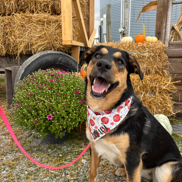 Customer photo for Apples and Flowers Bandana