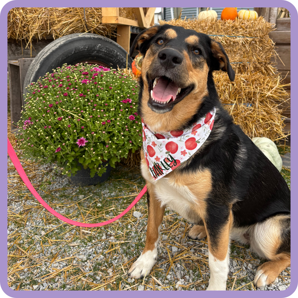 Customer photo for Apples and Flowers Bandana